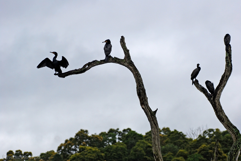 Silhouette of the Great Cormorant, Phalacrocorax carbo, at Periyar wildlife sanctuary, Thekkady