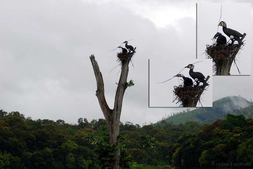 Nesting of the Great Cormorant, Phalacrocorax carbo, at Periyar wildlife sanctuary, Thekkady