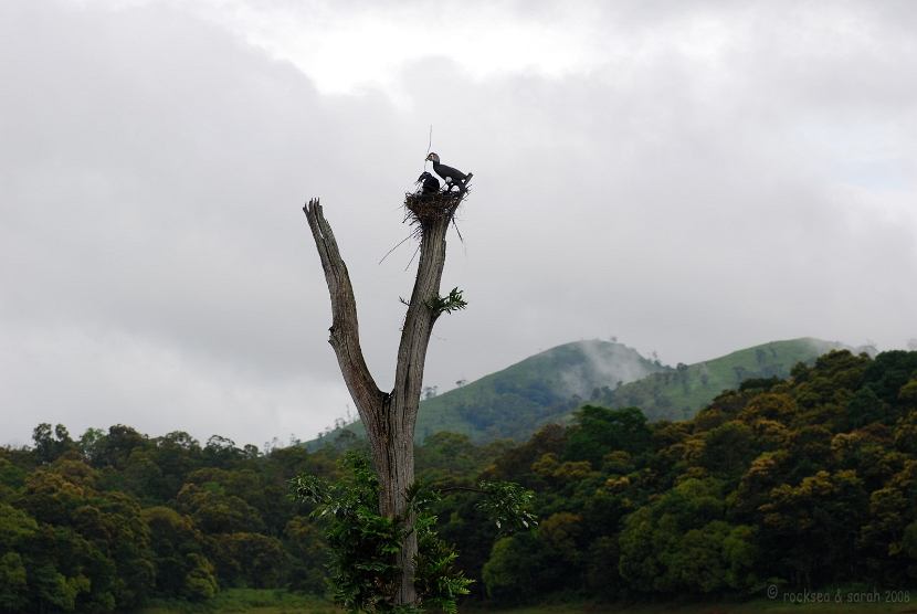 Nesting of the Great Cormorant, Phalacrocorax carbo, at Periyar wildlife sanctuary, Thekkady