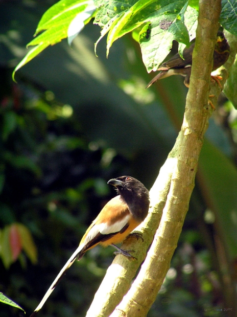 indian mynah and treepiei