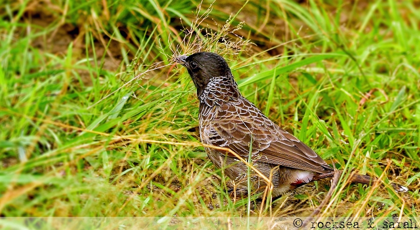 red_vented_bulbul_001