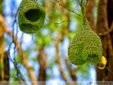 baya_weaver_002.jpg