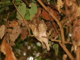 ceylon_frogmouth_thattekkad_002.jpg