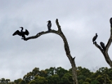 great_cormorant_thekkady_002.jpg