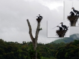 great_cormorant_thekkady_003.jpg