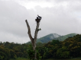 great_cormorant_thekkady_004.jpg