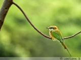 green_bee_eater_001.jpg