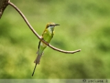 green_bee_eater_002.jpg