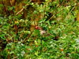 indian_koel_female_004.jpg