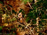 jungle_babbler_002.jpg