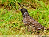 red_vented_bulbul_001.jpg