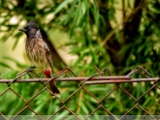 red_vented_bulbul_002.jpg