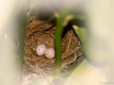 red_whiskered_bulbul_egg_002.jpg