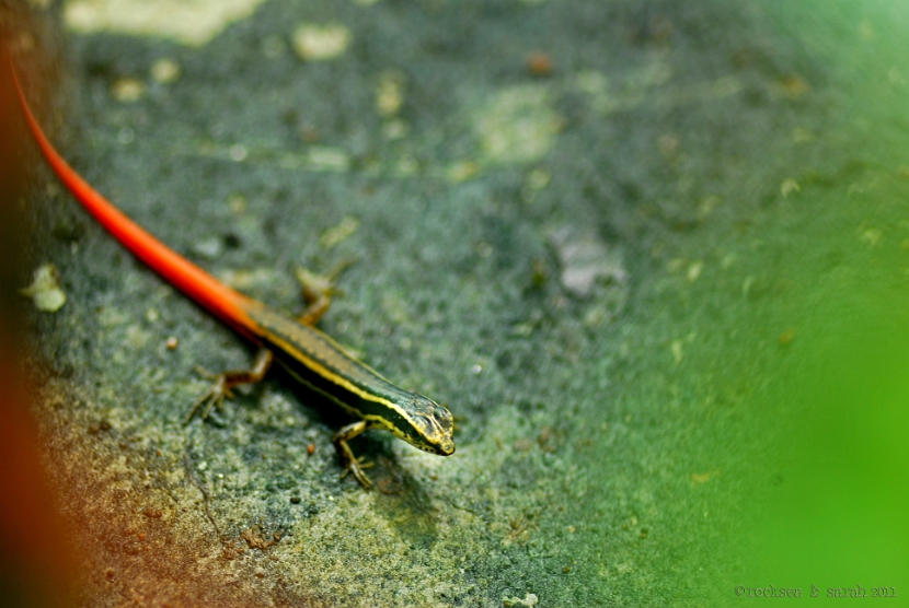 Dussumier's Forest Skink