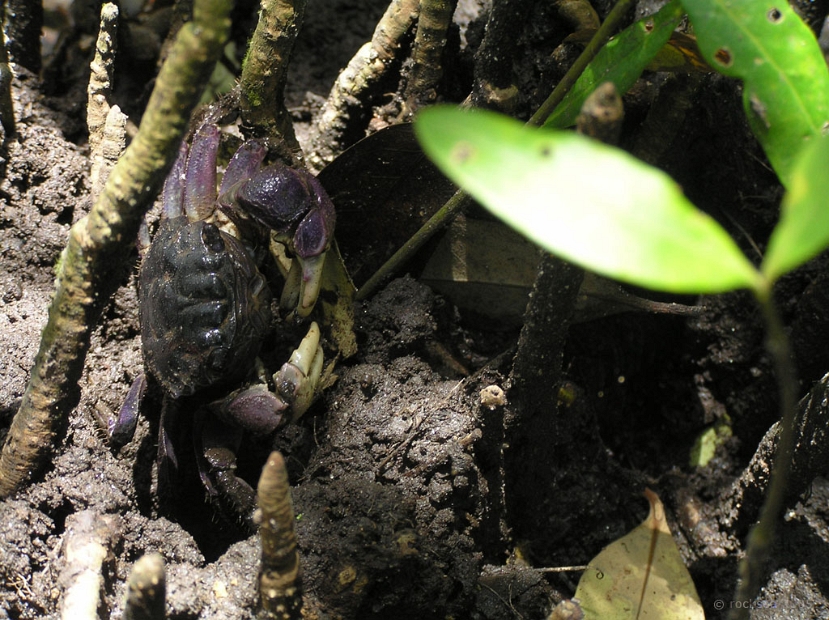 crab_002