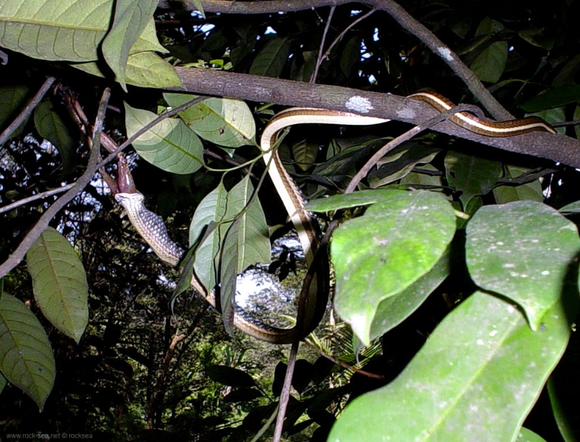hunt-snake-frog-1 * hunt. the snake and frog trapeze. kottayam, kerala, 2002. * 1024 x 780 * (255KB)