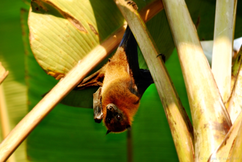 indian_flying_fox_pteropus_giganteus_001