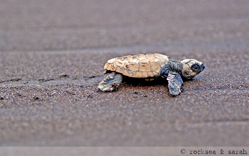 Olive Ridley Turtle hatchling, Velas, Maharashtra