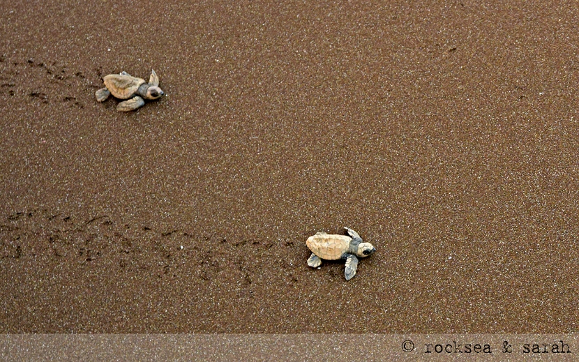 Olive Ridley Turtle hatchlings moving to the sea, Velas, Maharashtra