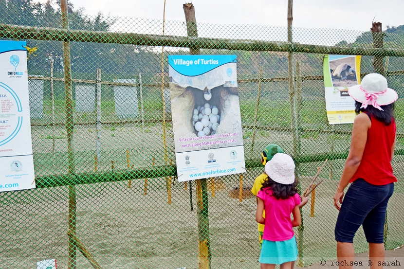 Fencing for the Olive Ridley turtle nests at Velas, Maharashtra