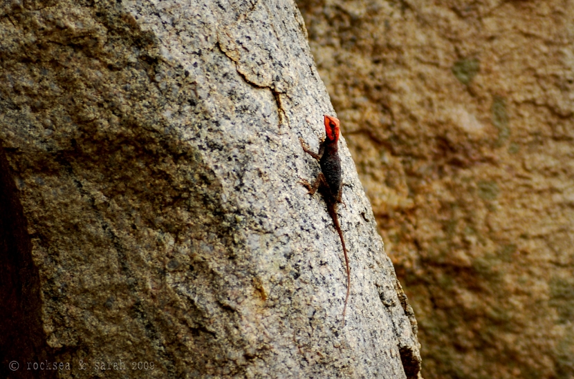 peninsular_rock_agama_003