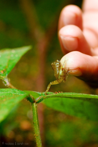 small_green_frog_001