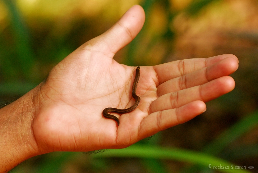 xylophis captaini