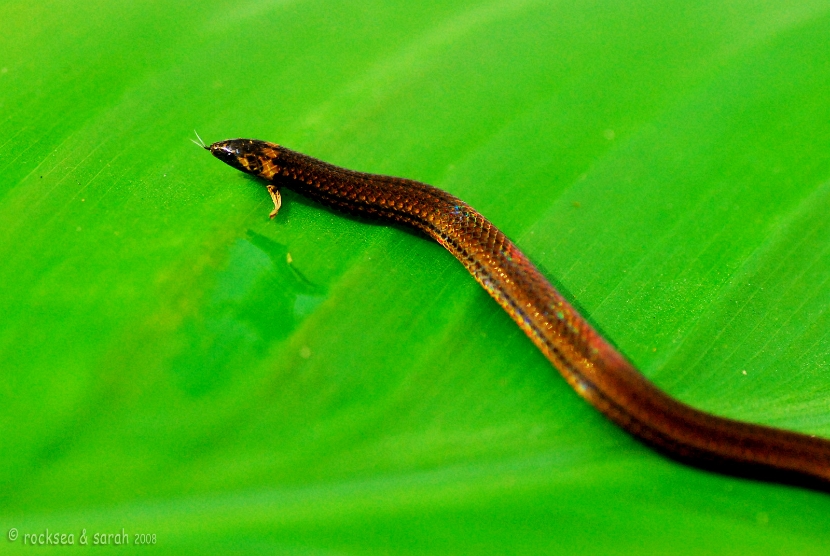 captain's wood snake