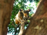 hanuman_langur_001.jpg