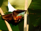 indian_flying_fox_pteropus_giganteus_002.jpg