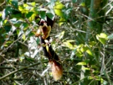 malabar_giant_squirrel_001.jpg