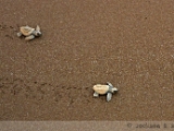 olive_ridley_turtle_002.jpg