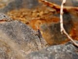 peninsular_rock_agama_002.jpg