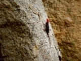 peninsular_rock_agama_003.jpg