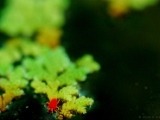 velvet_mite_azolla_002.jpg