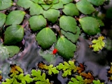 velvet_mite_trapa_natans_001.jpg