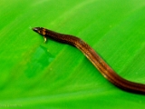 xylophis_snake_002.jpg