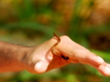 xylophis_snake_003.jpg