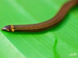 xylophis_snake_004.jpg