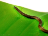 xylophis_snake_005.jpg