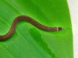 xylophis_snake_006.jpg