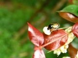 beetle_002.jpg