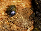 dung_beetle_scarab_001.jpg