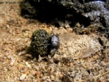 dung_beetle_scarab_003.jpg