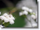 insect_004 * hokkaido university botanical gardens, sapporo, japan * 1024 x 766 * (118KB)