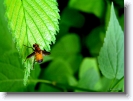 insect_006 * relaxing. hokkaido university botanical gardens, sapporo, japan * 1024 x 766 * (180KB)