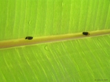 insect_015.jpg