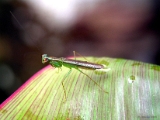 praying_mantis_001.jpg