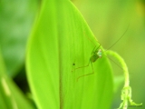 praying_mantis_002.jpg