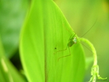 praying_mantis_002 * praying mantis. @ home, kerala * 1024 x 766 * (111KB)